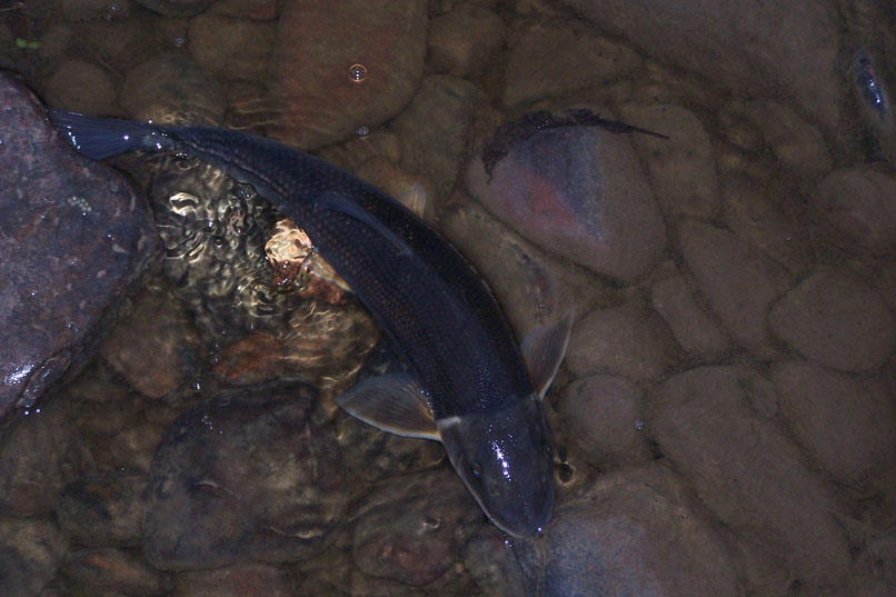 almon, lake trout, speckled trout and rainbow trout