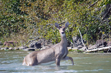 deer
