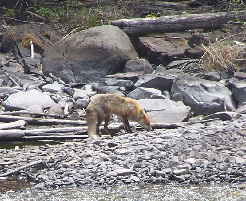 fox