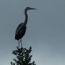 heron